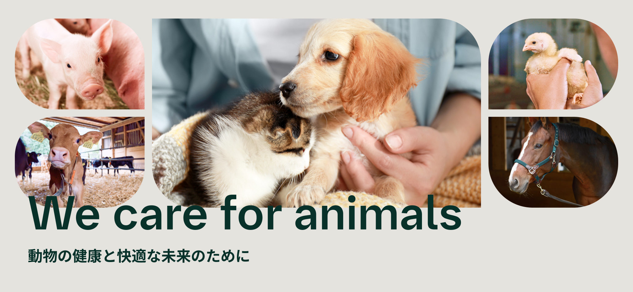 We care for animals 動物の健康と快適な未来のために
