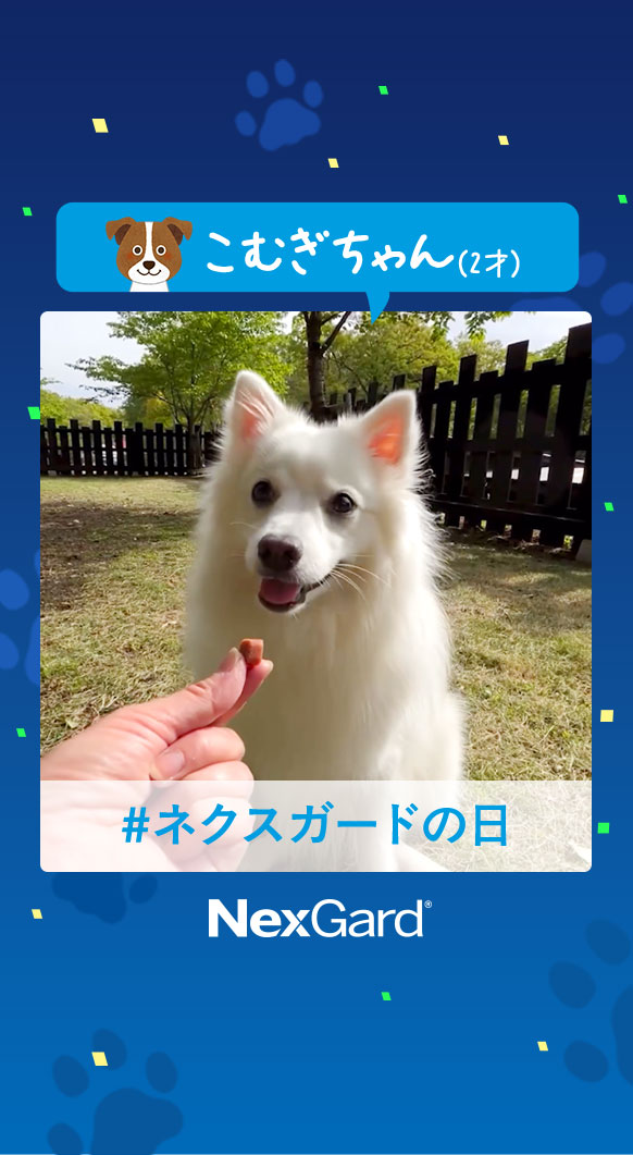 こむぎちゃんの動画を再生する