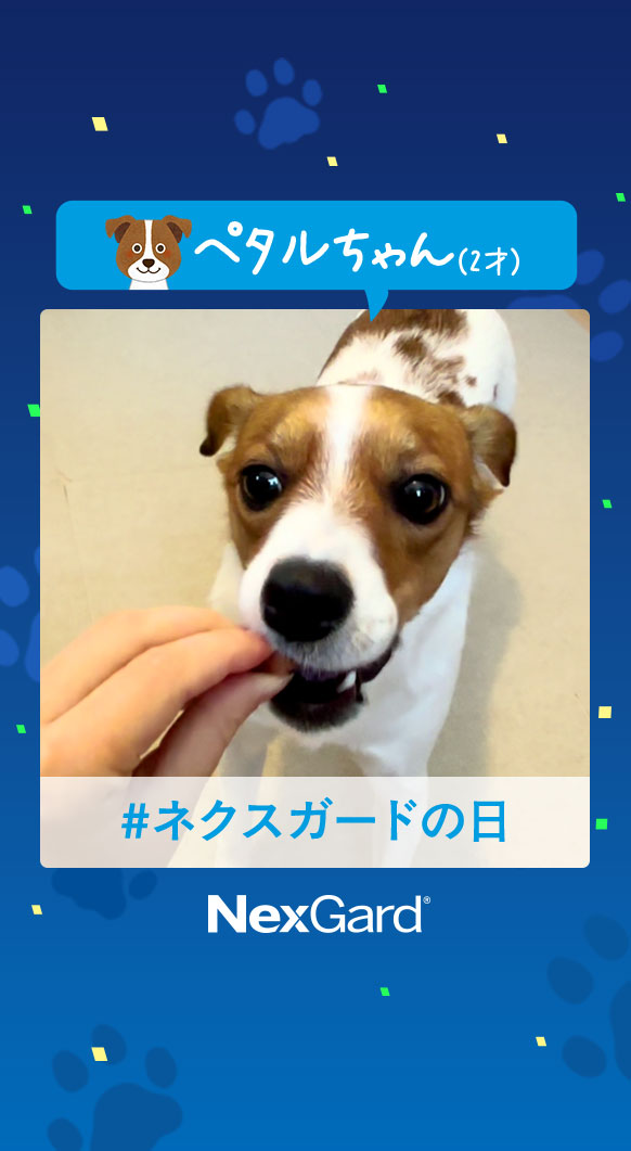 ペタルちゃんの動画を再生する