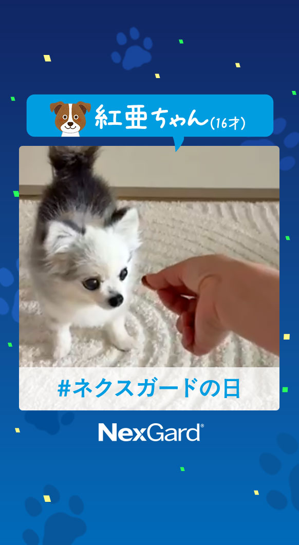 クレアちゃんの動画を再生する