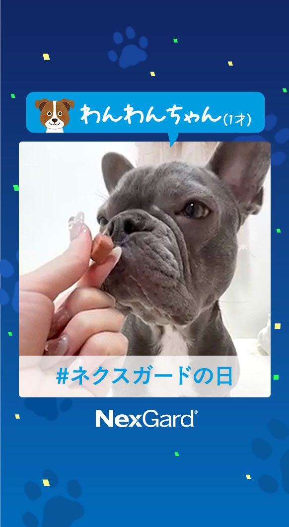 わんわんちゃんの動画を再生する
