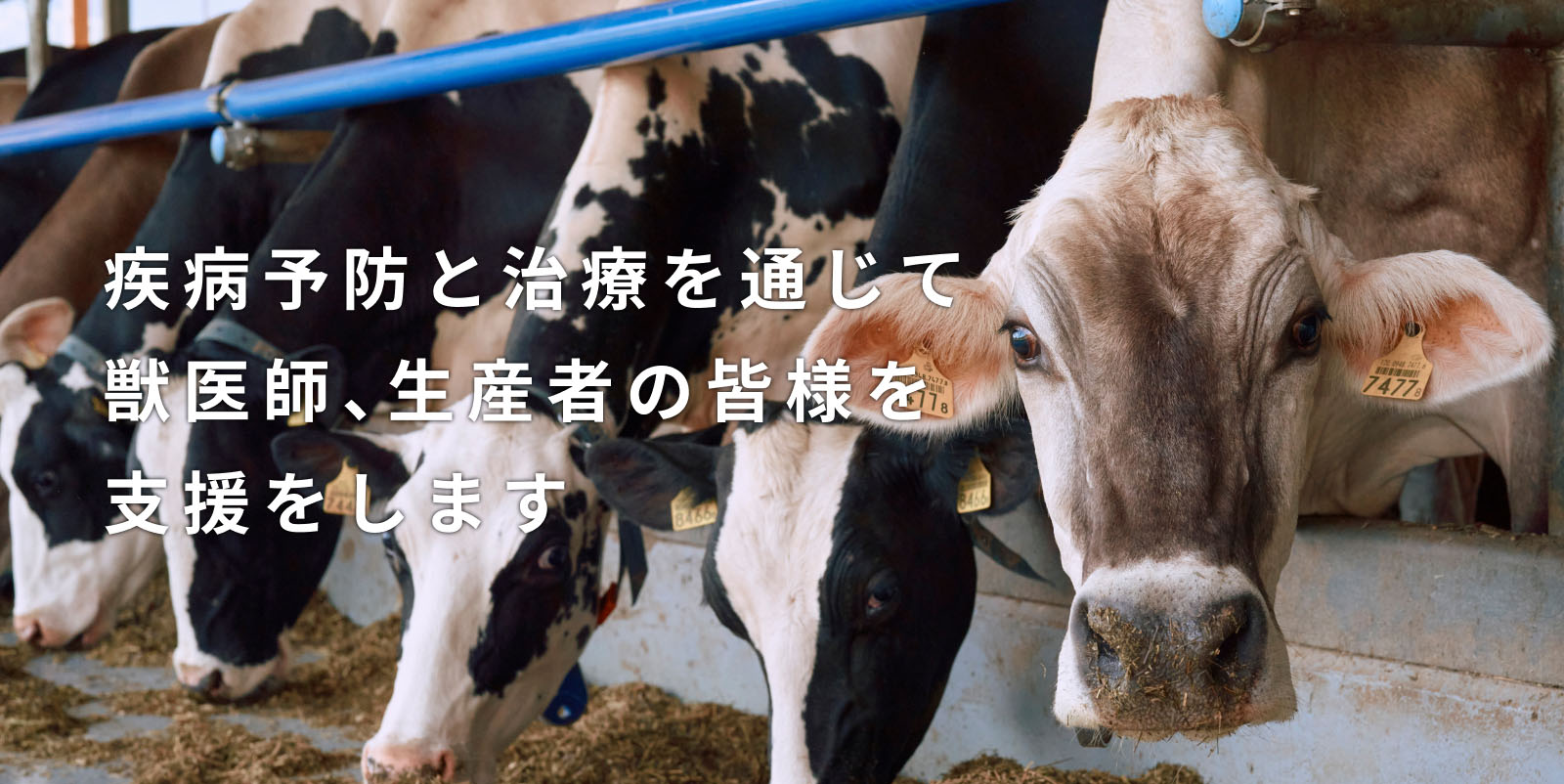 疾病予防と治療を通じて獣医師、生産者の皆様を支援します