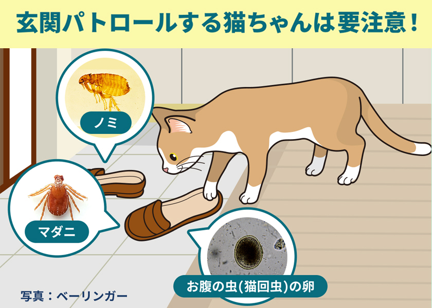 玄関パトロールする猫ちゃんは 要注意！