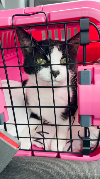 保護猫たちが教えてくれた「いのち」と「病院受診」の大切さ