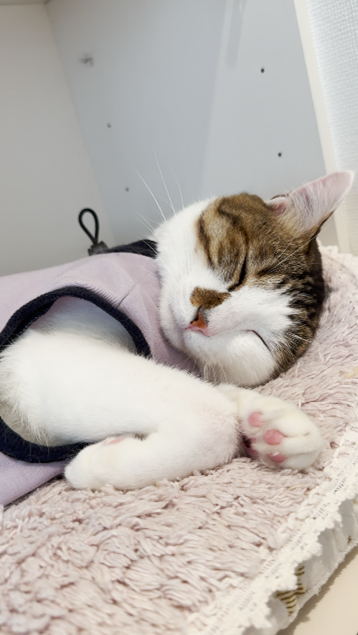 保護猫たちが教えてくれた「いのち」と「病院受診」の大切さ