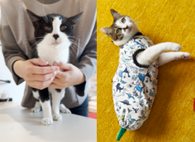 保護猫たちが教えてくれた「いのち」と「病院受診」の大切さ