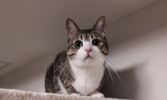 本当は行かせたくない、でも守ってあげたい!“きじしろ兄弟猫”を病院受診に連れていく工夫とは?