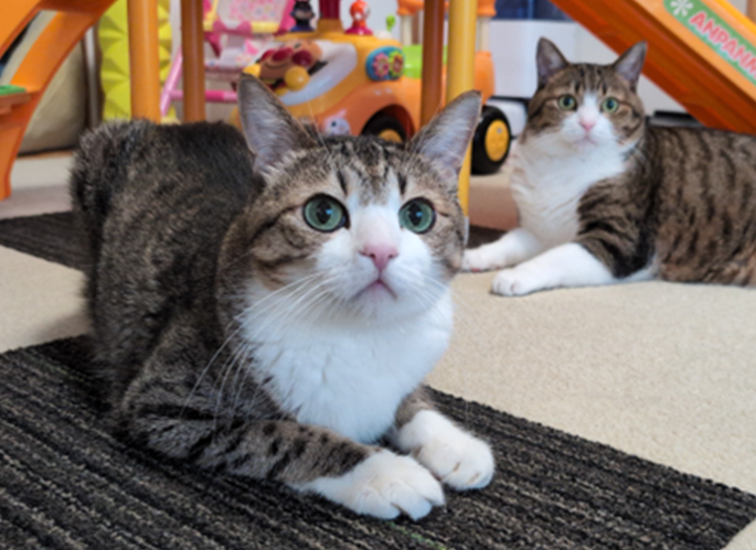 本当は行かせたくない、でも守ってあげたい!“きじしろ兄弟猫”を病院受診に連れていく工夫とは?