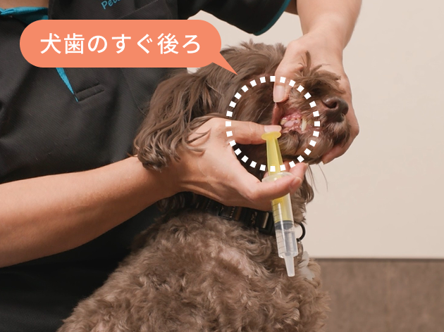 ①唇を少し上げて、犬歯のすぐ後ろの歯が生えていない部分を確認します。