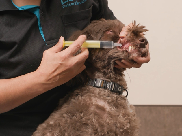 ②そこに薬を入れたスポイト（またはシリンジ）を差し込みます。この際、スポイトの先が喉ではなく顔の前方に向くようにしてください。