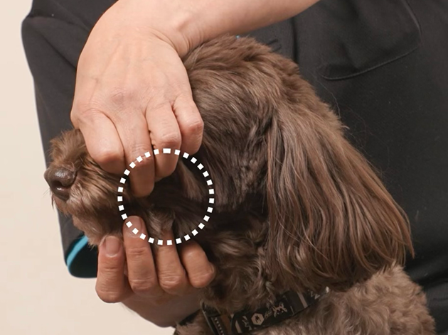 ①まず、片手でワンちゃんの上あごを持ちます。犬歯のすぐ後ろは歯が生えていないので、そこに指をかけると良いでしょう。