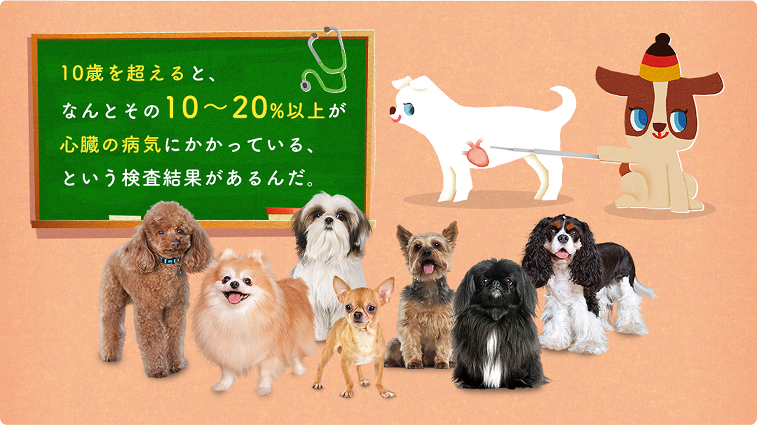 10歳を超えると、なんとその10～20%以上が心臓の病気にかかっている、という検査結果があるんだ。