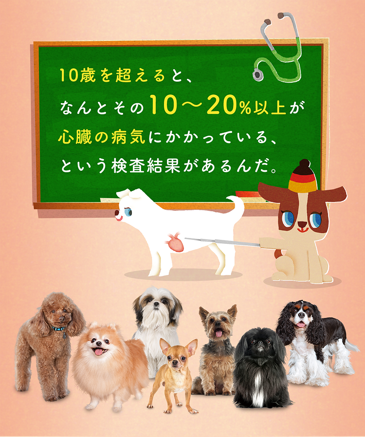 10歳を超えると、なんとその10～20%以上が心臓の病気にかかっている、という検査結果があるんだ。
