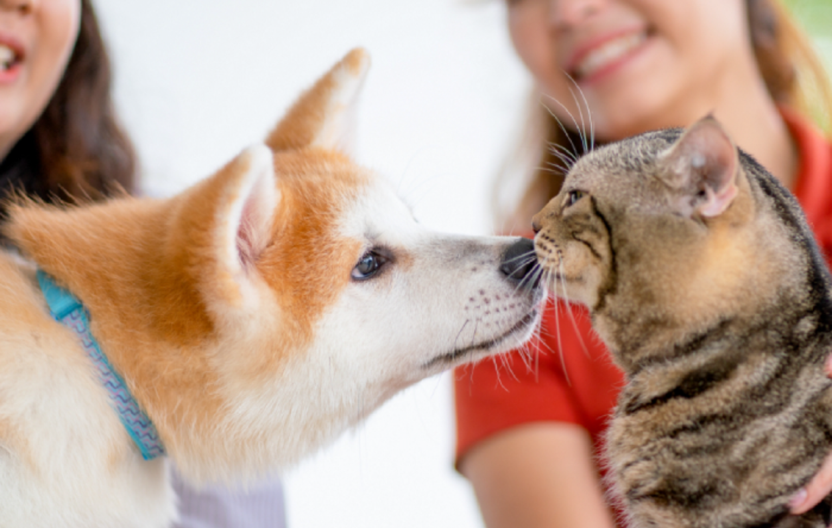 ペット（犬・猫）の病気予防・治療について