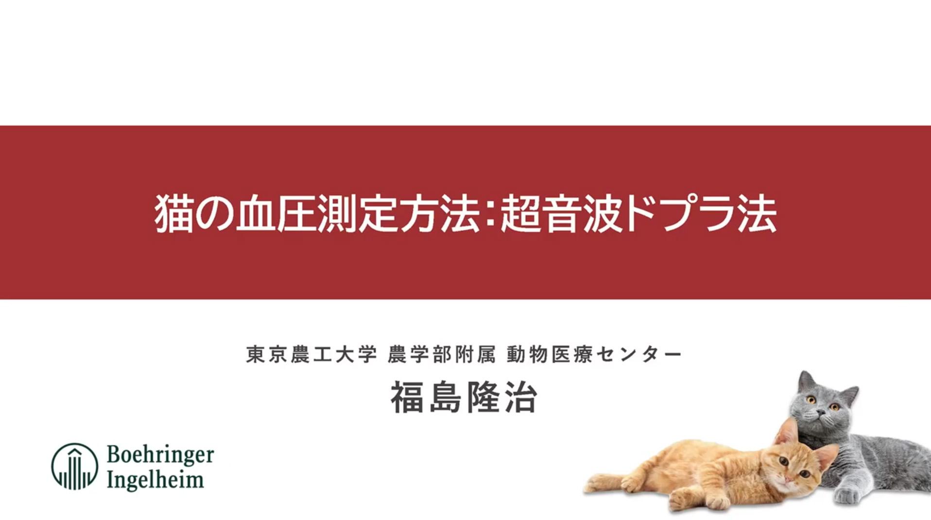 実演_猫の血圧測定_超音波ドプラ法