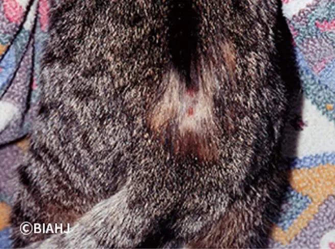 ノミアレルギー性皮膚炎＿犬猫のノミ