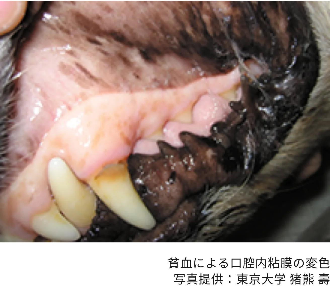 貧血による口腔内粘膜の変色＿犬猫のマダニ被害画像