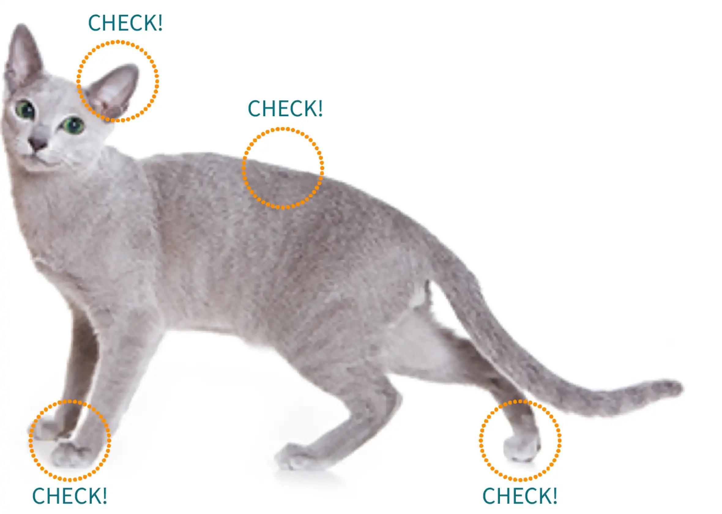 マダニの見つけ方・取り方＿犬猫のマダニ