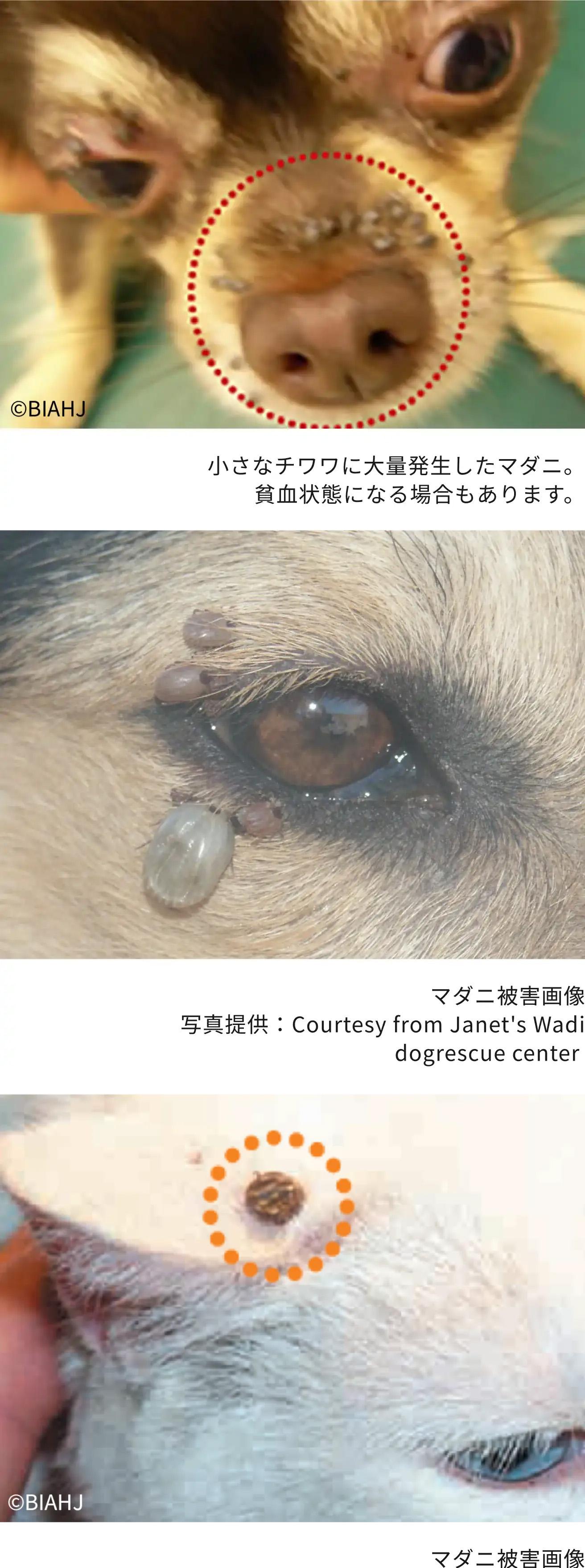 マダニ被害画像＿犬猫のマダニ