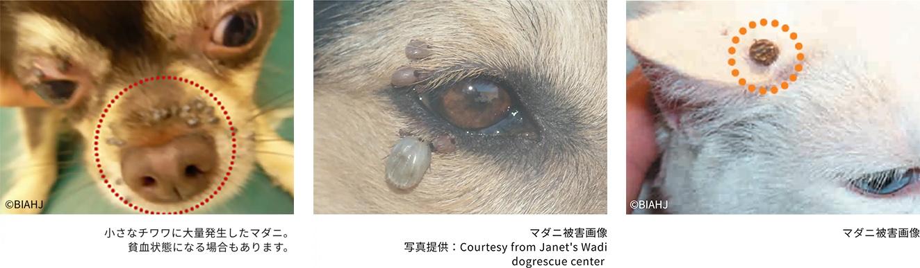 マダニ被害画像＿犬猫のマダニ