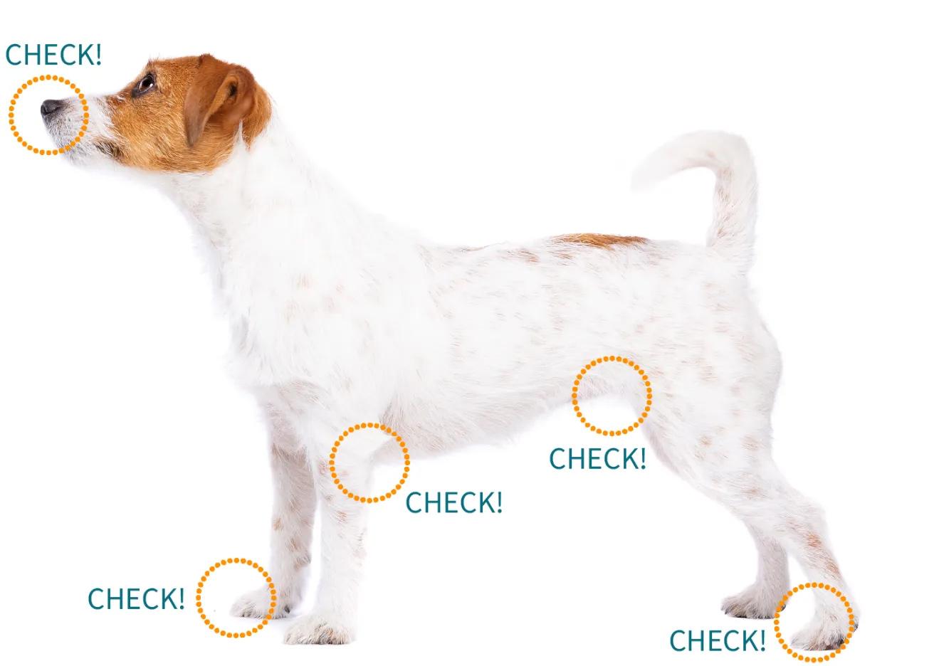 マダニの見つけ方・取り方＿犬猫のマダニ