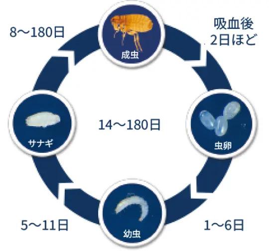 ノミのライフサイクル＿犬猫のノミ