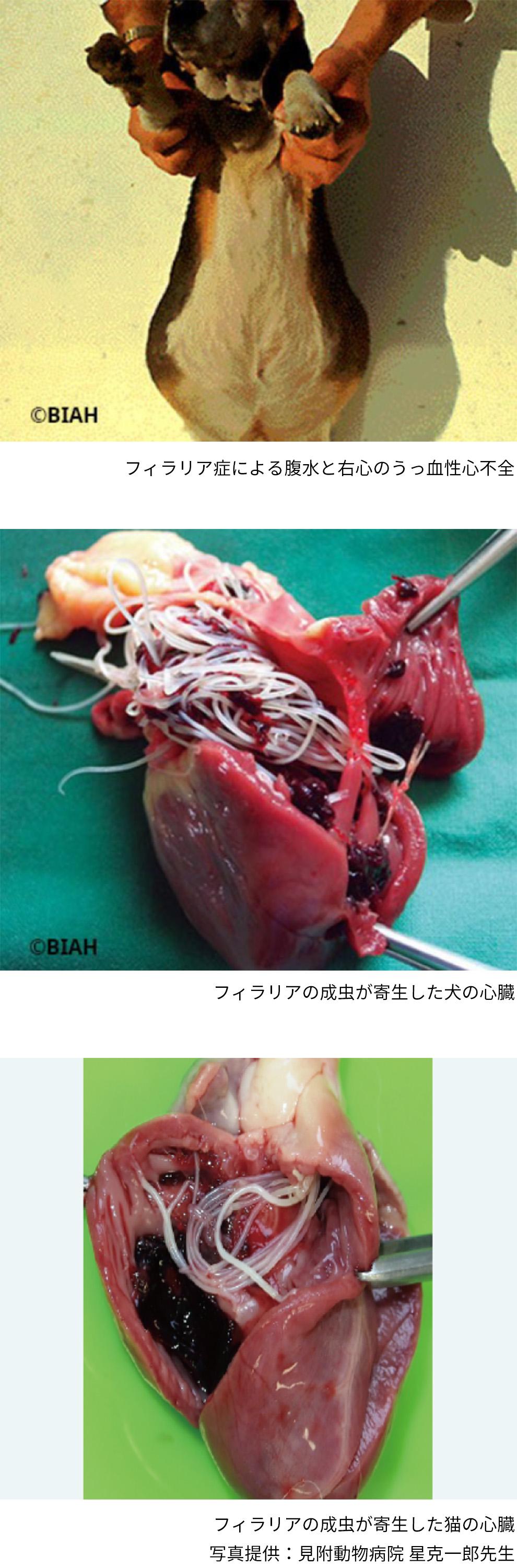フィラリア症について＿犬猫のフィラリア症