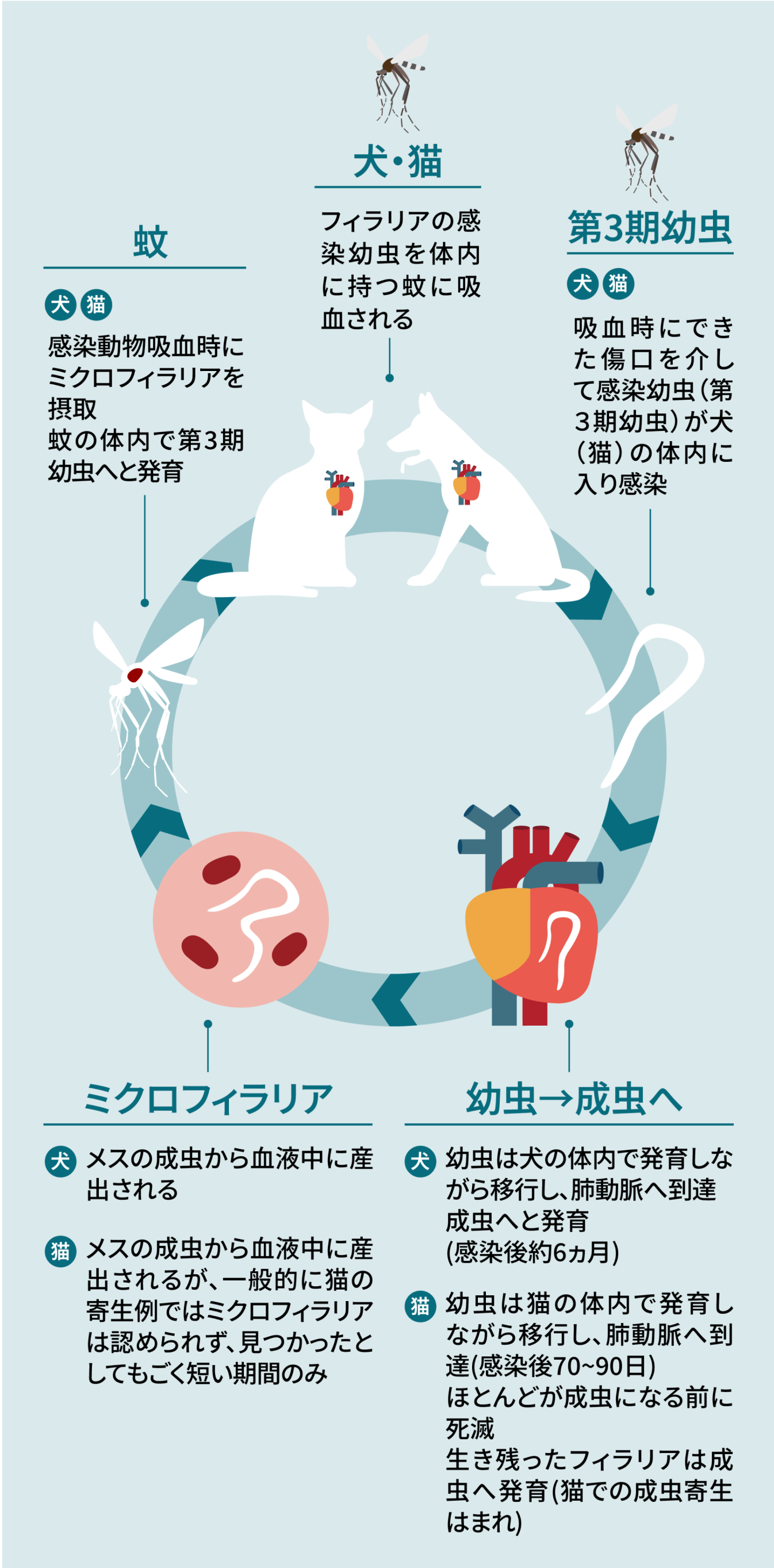 蚊を介して、感染犬から正常犬（または猫）へ＿犬猫のフィラリア症