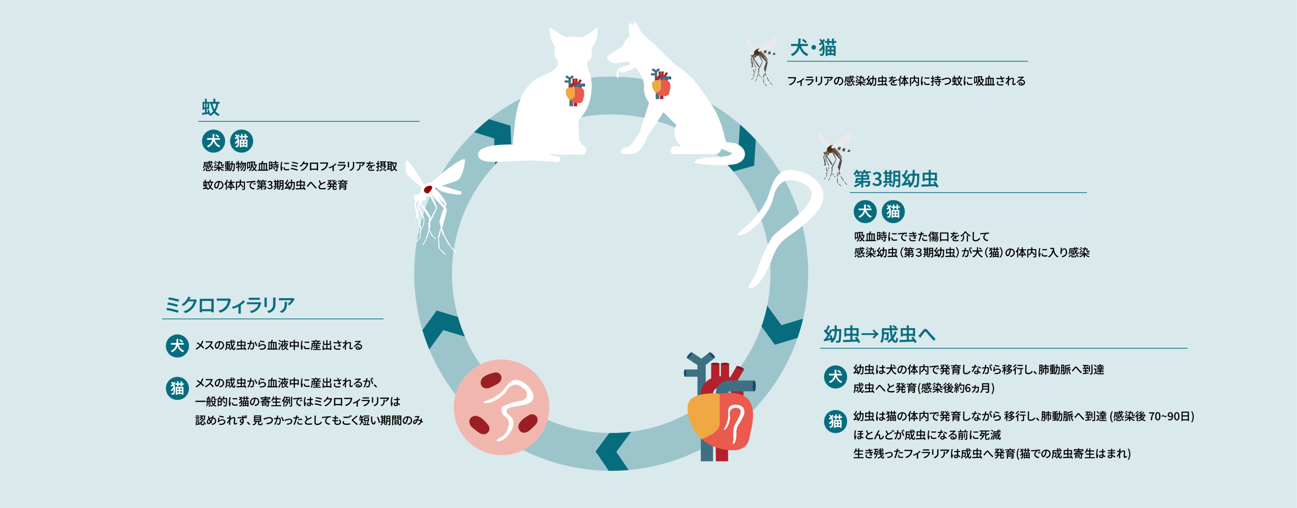 蚊を介して、感染犬から正常犬（または猫）へ＿犬猫のフィラリア症