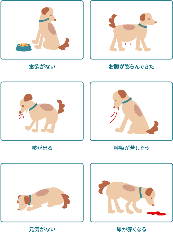 ワンちゃんの症状＿犬猫のフィラリア症