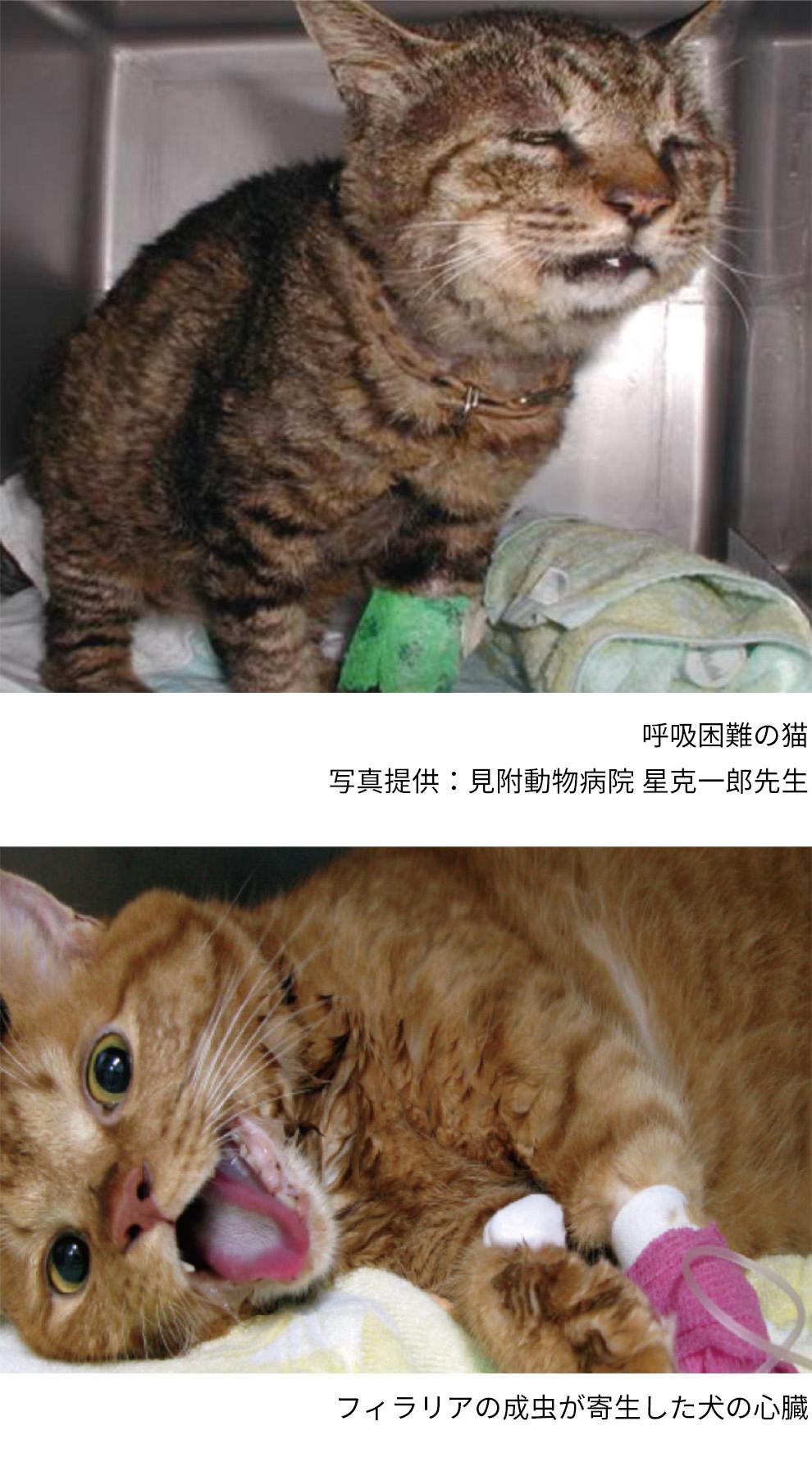 ネコちゃんの症状＿犬猫のフィラリア症