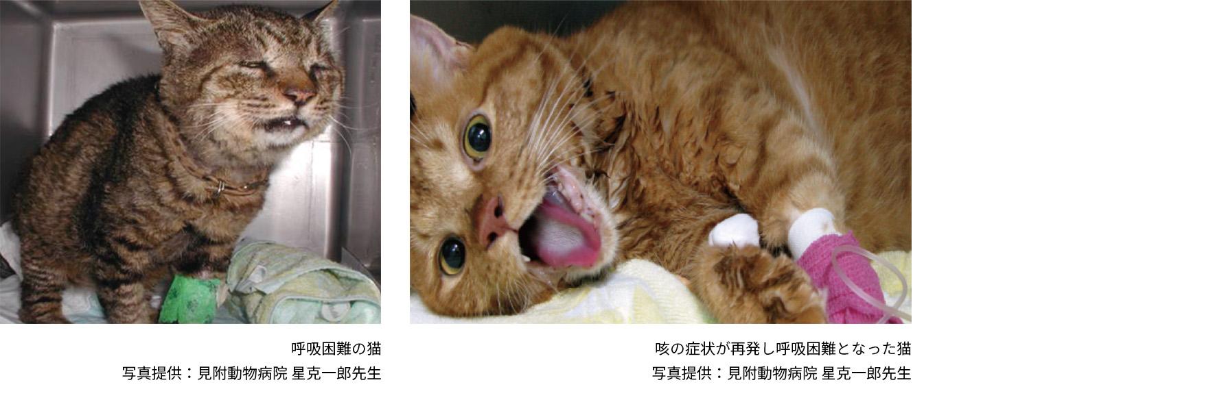 ネコちゃんの症状＿犬猫のフィラリア症