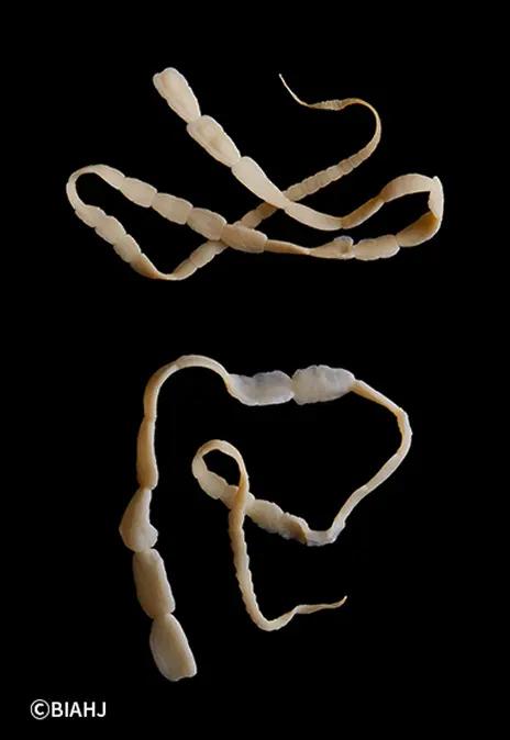 瓜実条虫（サナダムシ）の感染＿犬猫のノミ