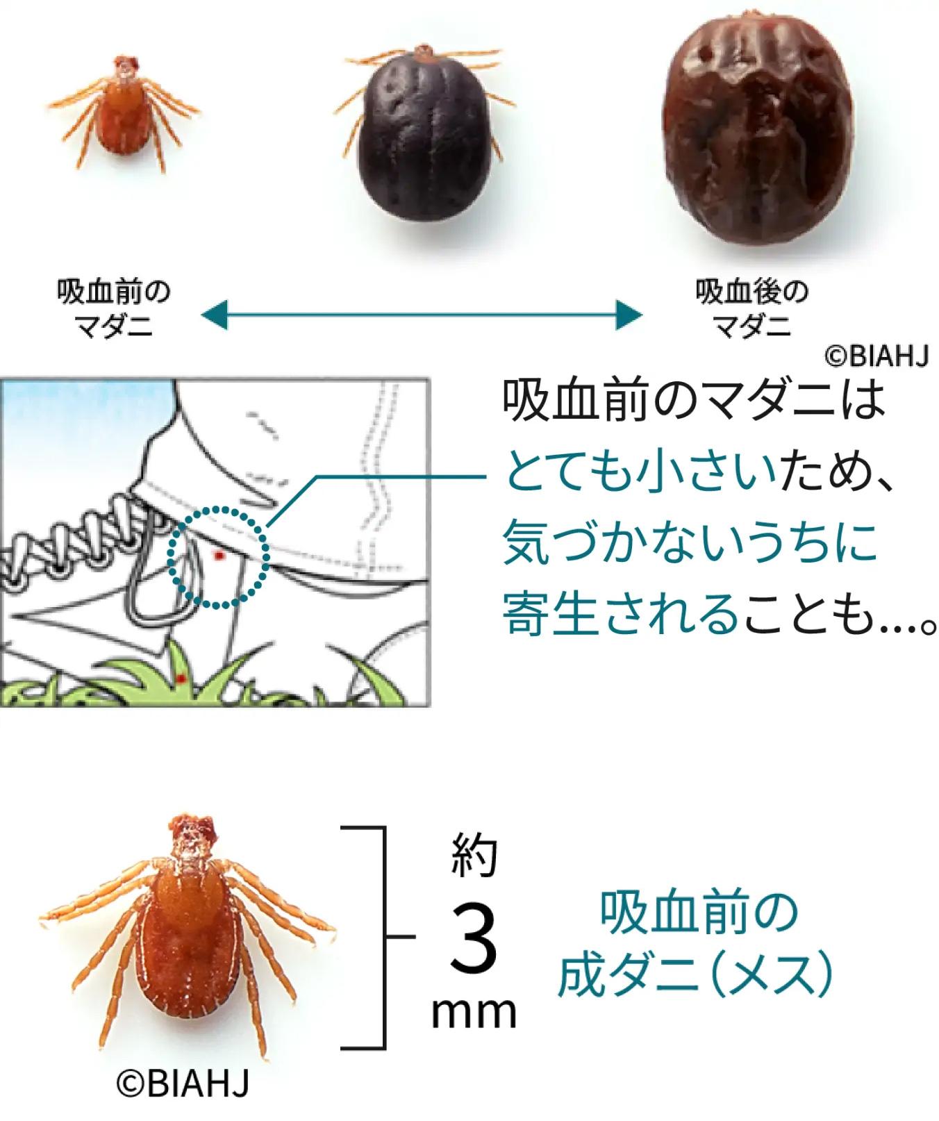 マダニのライフサイクル＿犬猫のマダニ
