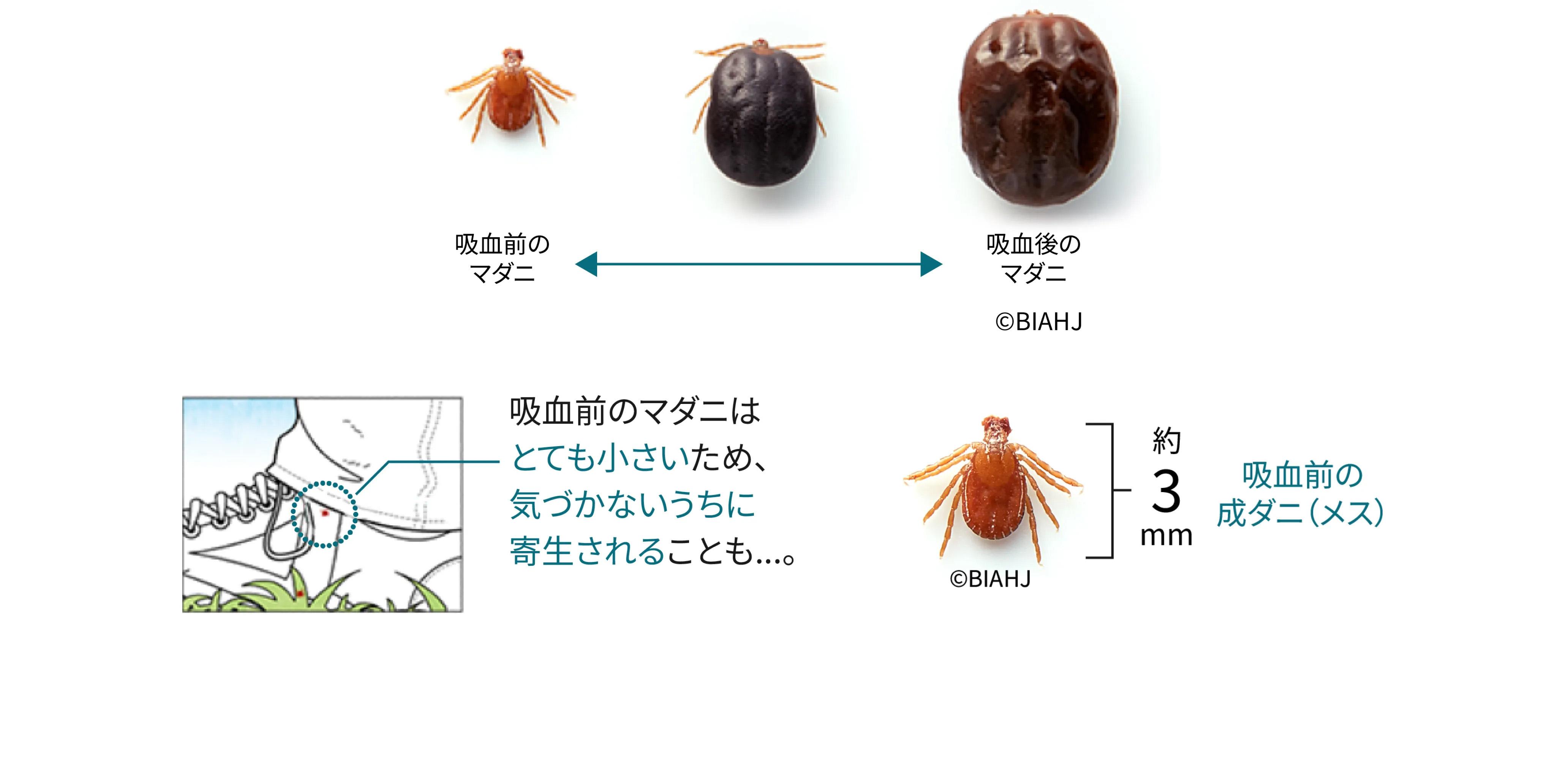 マダニのライフサイクル＿犬猫のマダニ