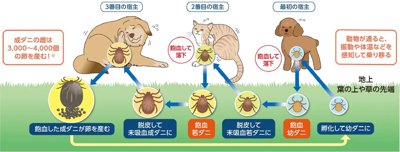 マダニのライフサイクル＿犬猫のマダニ