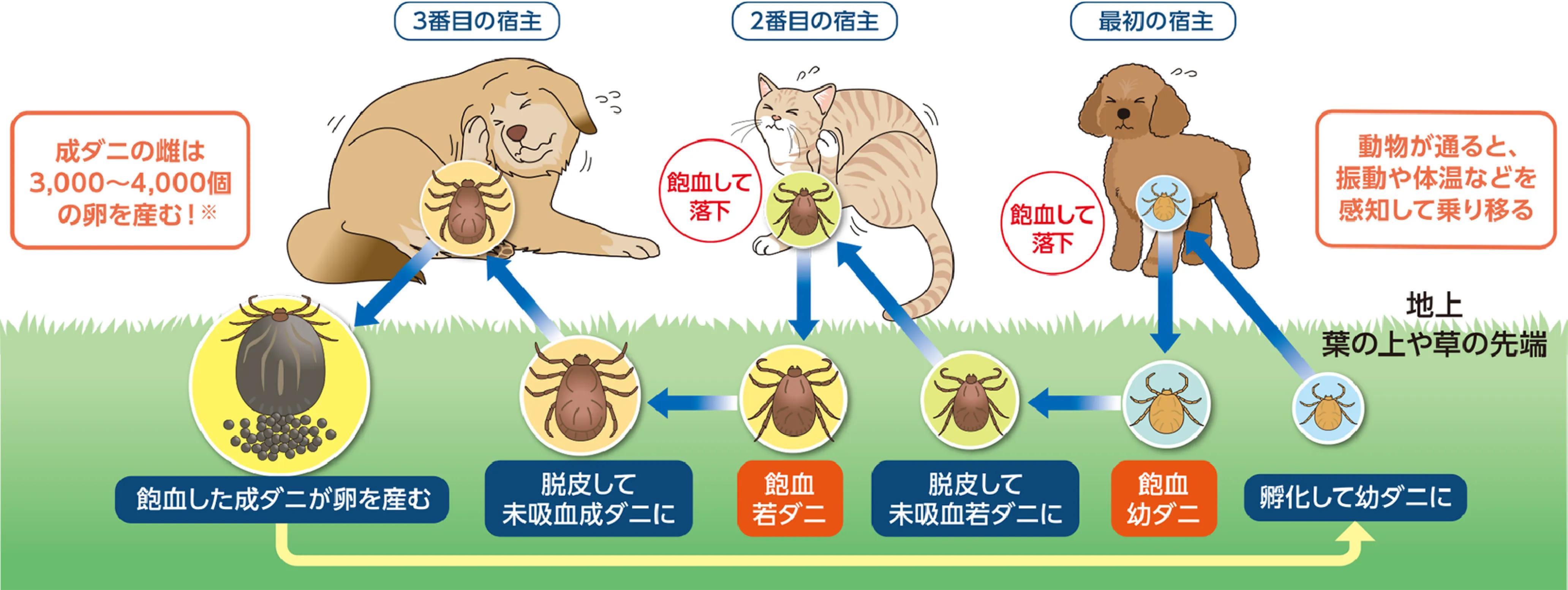 マダニのライフサイクル＿犬猫のマダニ