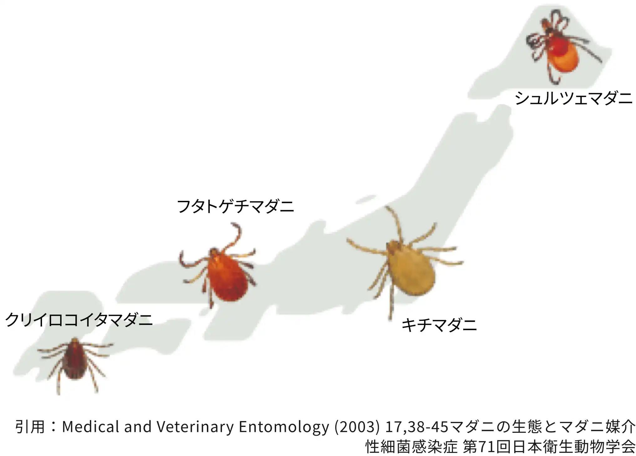 日本に生息するマダニ＿犬猫のマダニ