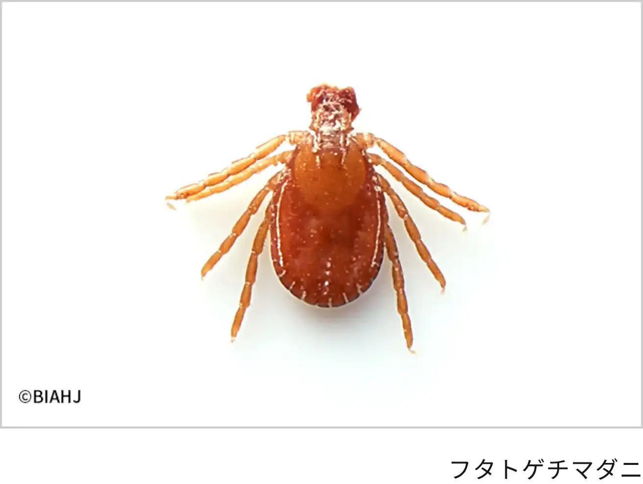 フタトゲチマダニ＿犬猫のマダニ