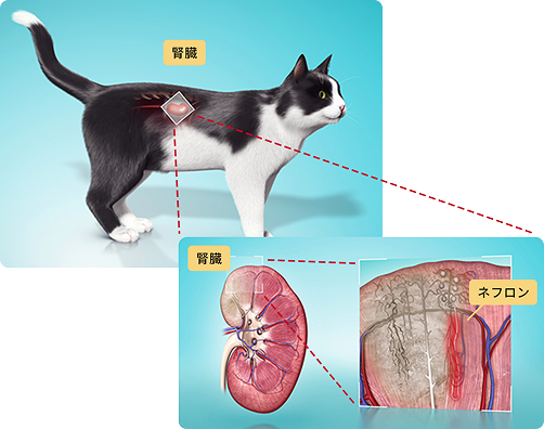 猫の慢性腎臓病について