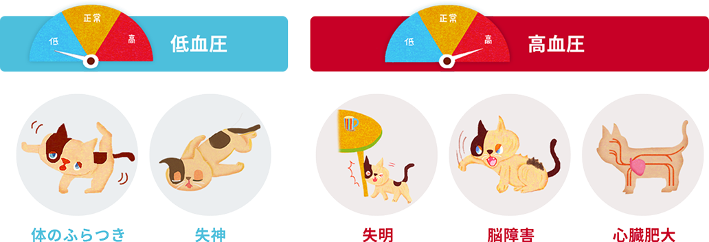 猫の低血圧　高血圧