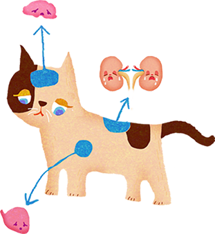 猫の⾼⾎圧によって障害が起こりやすい臓器