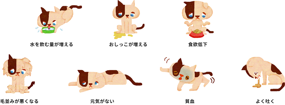 猫の慢性腎臓病の症状について