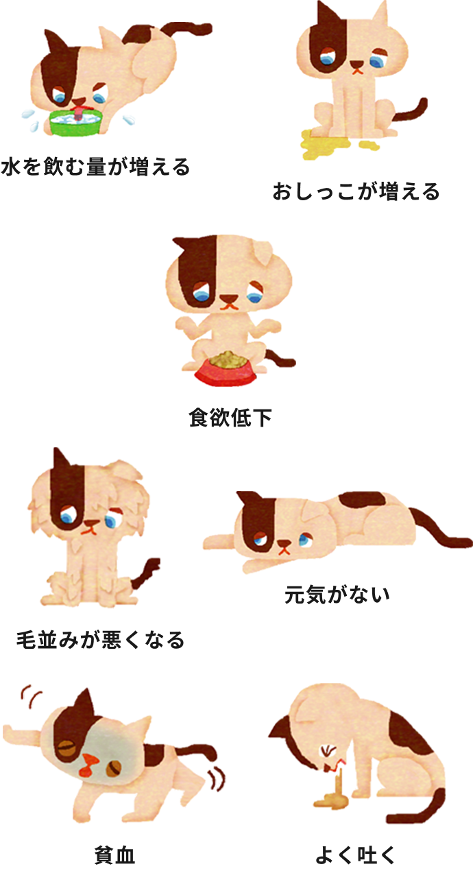 猫の慢性腎臓病の症状について