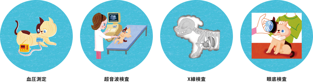 血液測定　超音波検査　X線検査　眼底検査＿猫の慢性腎臓病 