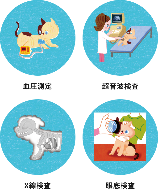 血液測定　超音波検査　X線検査　眼底検査＿猫の慢性腎臓病 