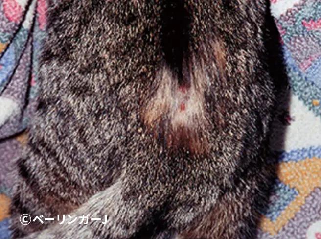 ノミアレルギー性皮膚炎＿犬猫のノミ