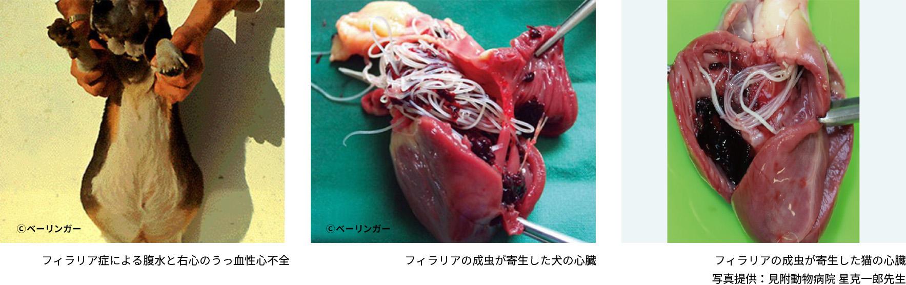 フィラリア症について＿犬猫のフィラリア症