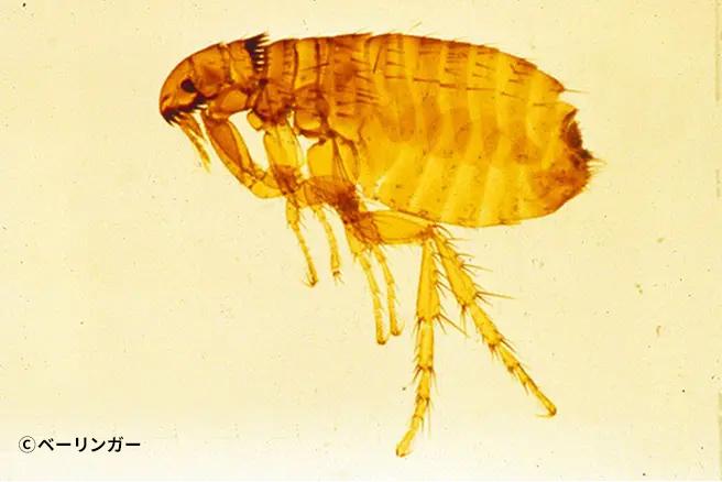 ノミの生態＿犬猫のノミ