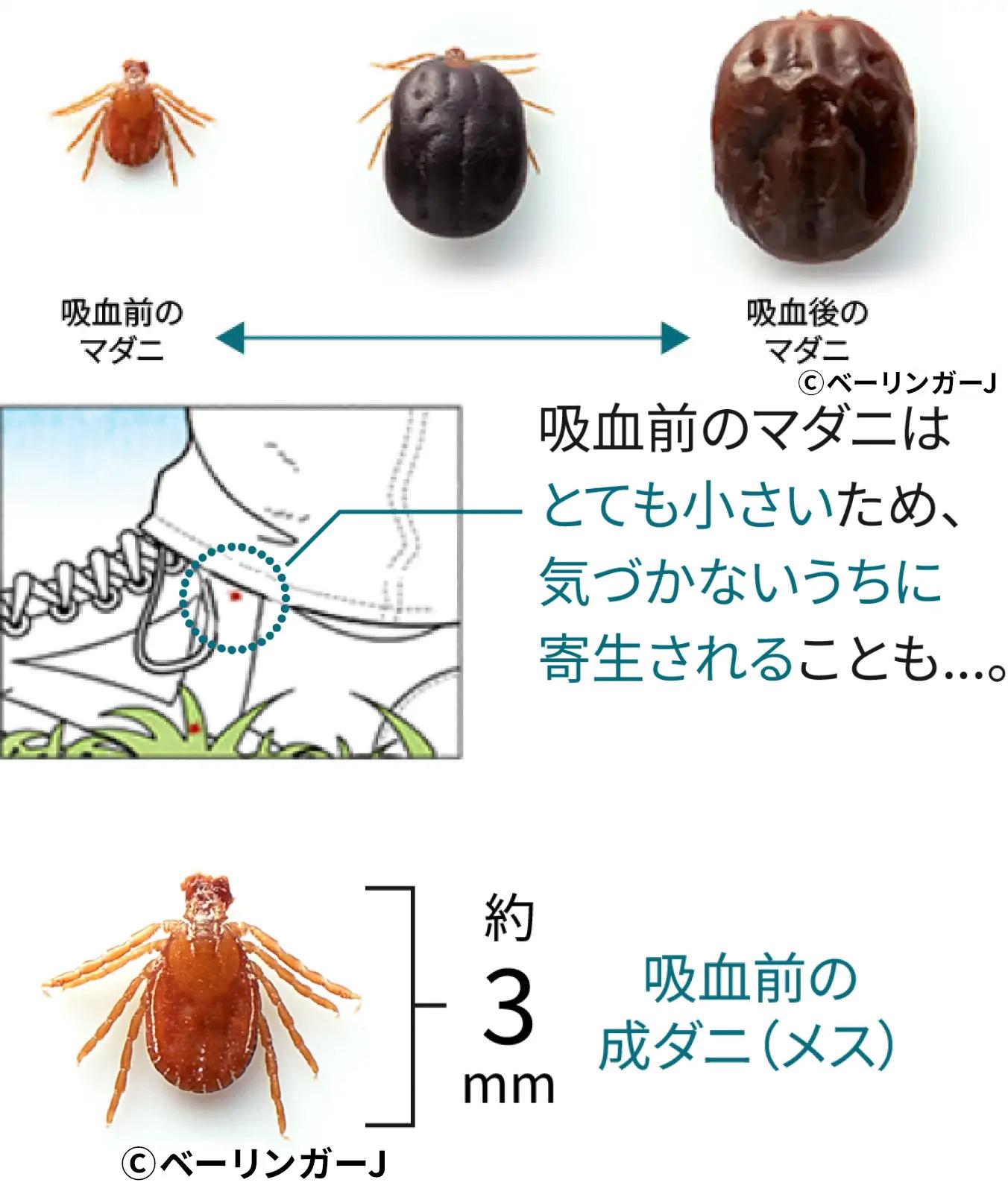 マダニのライフサイクル＿犬猫のマダニ